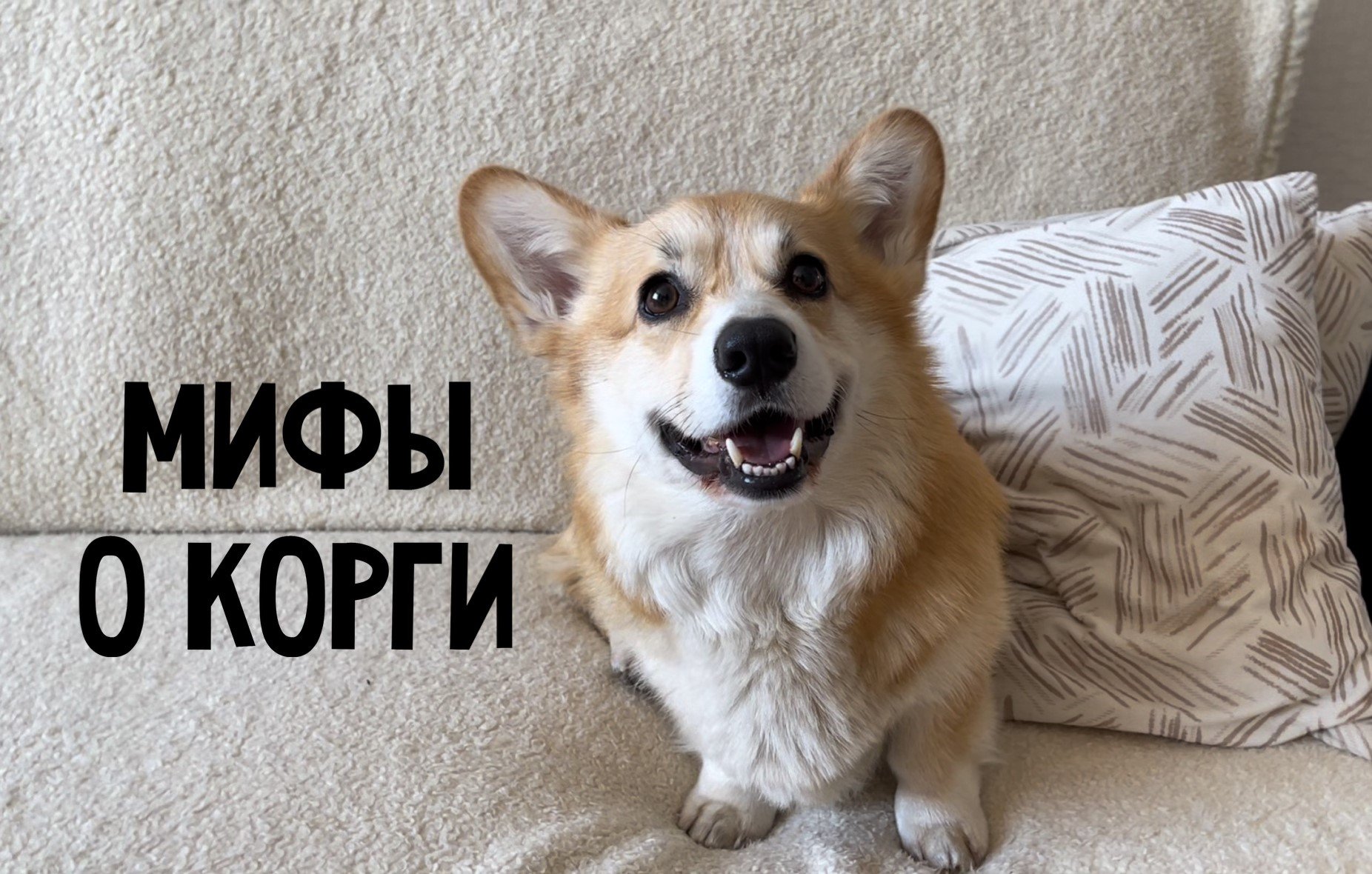 МИФЫ О ПОРОДЕ КОРГИ