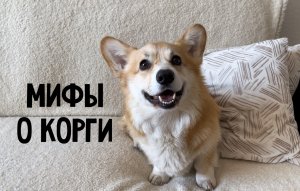 МИФЫ О ПОРОДЕ КОРГИ