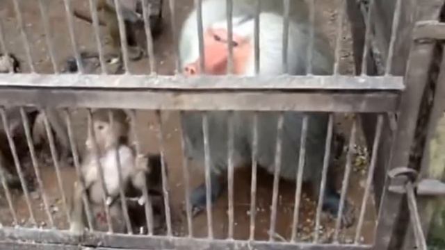 Обезьяны нападают на людей в Абхазии смотреть онлайн