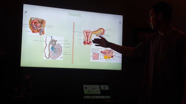 Stefan Lavender A/P2 Project - Birds and Bees смотреть онлайн