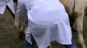 Повал бычка. Docent A.D. Stepanov, ПДАТУ