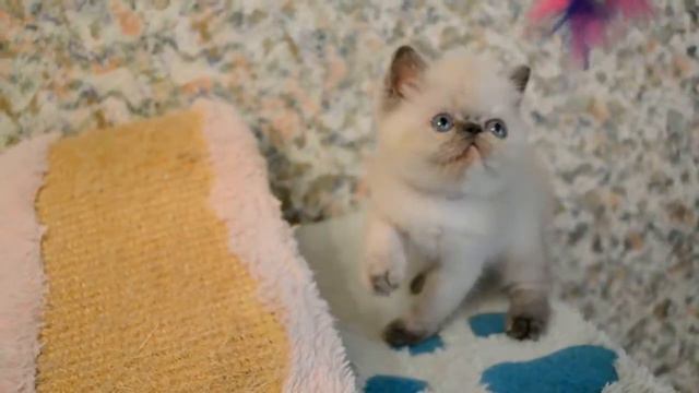 TIGRIS AMIGO AGATA Female Exotic Blue Cream Point