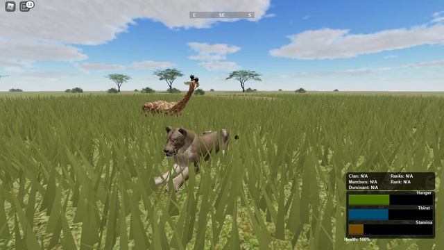 Hunting giraffe as a single lioness! ROBLOX Wild Savannah смотреть онлайн