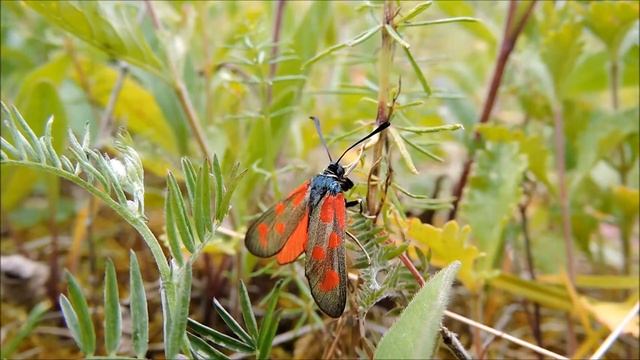 Kraśnik sześcioplamek (Zygaena filipendulae) смотреть онлайн