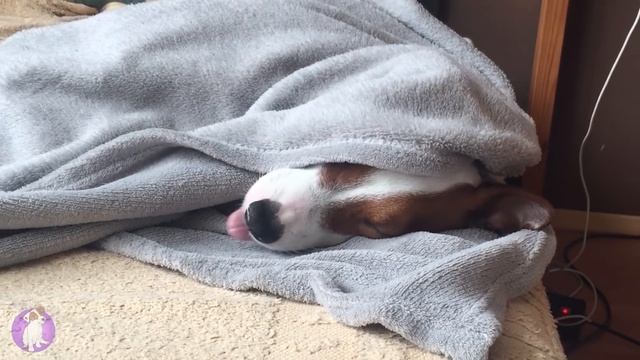 DOGVLOG: Собака спит целый день. Что он делал ночью? ЛОКИ БОБО 029 серия. смотреть онлайн