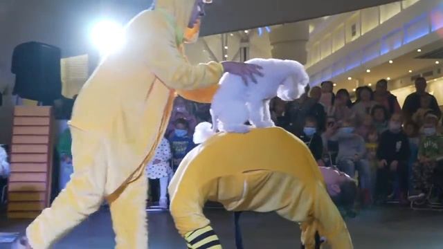 Шоу дрессированных собак на праздник в Москве заказать | bravomos.ru смотреть онлайн