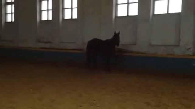 Гиацинт шаг смотреть онлайн