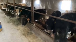 Откорм бычков . Сколько съедают бычки в день. Завешиваем ячмень ковшом и ведрах.