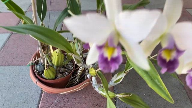 Laelia Anceps var Vietchiana смотреть онлайн