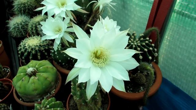 Flowering Echinopsis Cactus Paradise in our Polytunnel - Domino Cacti - Sea Urchin Cacti смотреть онлайн