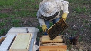 Ч - 2. Прививочный ящик - стартёр, для вывода пчелиных маток.