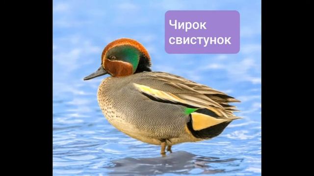 20 моих самых любимых видов уток ?? смотреть онлайн