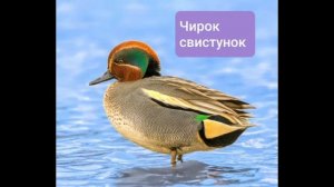 20 моих самых любимых видов уток ??