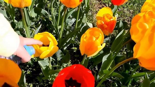 Ботанический сад Варна