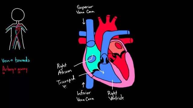 Flow through the heart | Circulatory system physiology | NCLEX-RN | Khan Academy смотреть онлайн