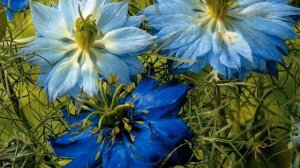 ЧЁРНЫЙ ТМИН | Нигелла | Nigella | Мнение врача