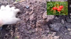 Посадка | шиповника - как правильно | посадить | шиповник.