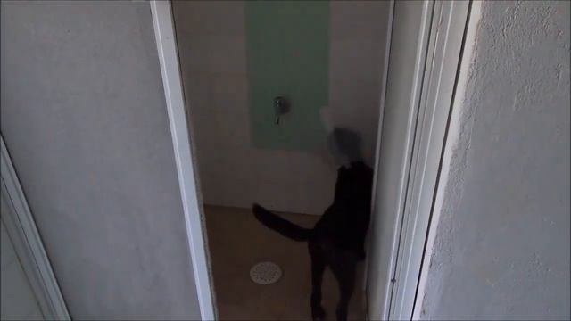 Собака вытворяет чудеса смекалки - amazing dog pet смотреть онлайн