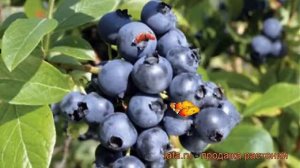 Голубика высокорослая Норт блю (nort blyu) ? обзор: как сажать, саженцы голубики Норт блю