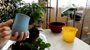 Рассаживаем кофейное дерево Арабика