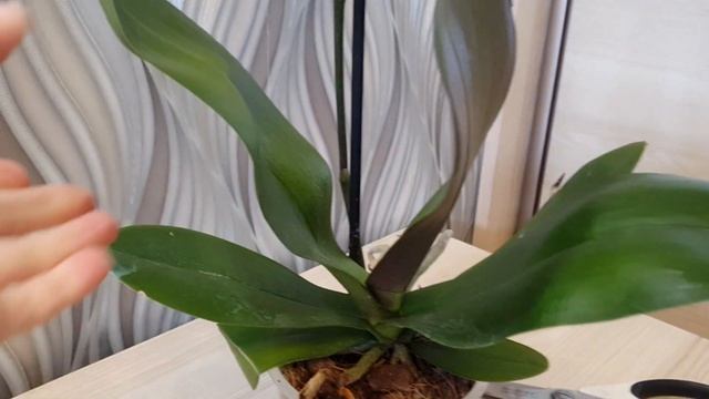 Новая ОРХИДЕЯ 