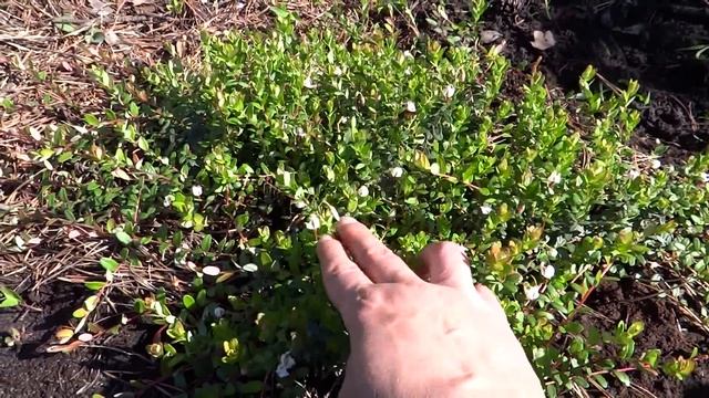 Как цветет клюква смотреть онлайн