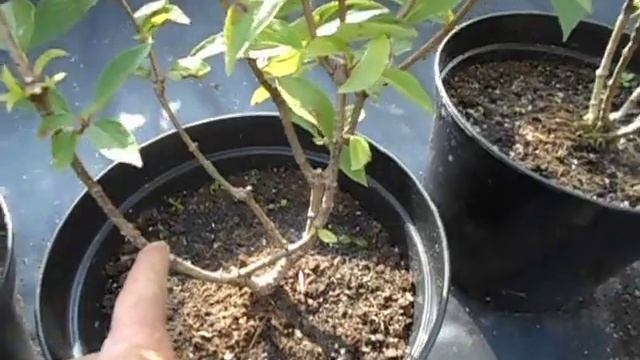 Гортензии Самарская Лидия, Скайфол и другие. смотреть онлайн