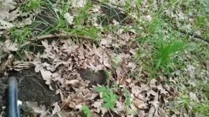 Золото с тх-850