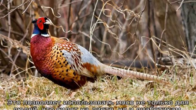 Фазан — описание