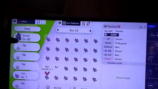 Shiny Purrloin After 144 Eggs! (Pokémon Shield) смотреть онлайн