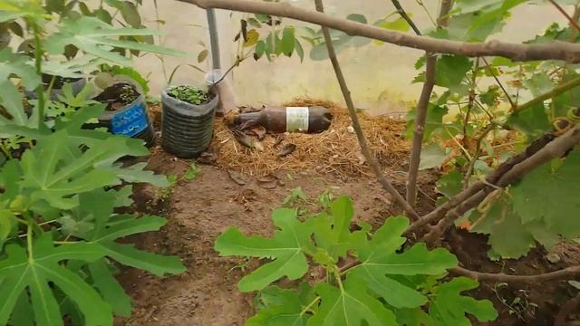 Инжир в теплице. Беларусь. смотреть онлайн