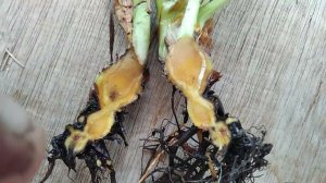 Корневая гниль клубники!