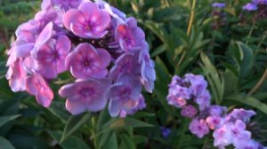 Флокс метельчатый Rainbow Dancer (Рейнбоу Дансер) - J.Verschhoor, 2011.