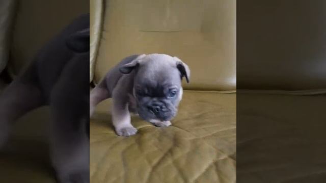 ?Левушка? голубой соболь? ?мальчик французский бульдог смотреть онлайн