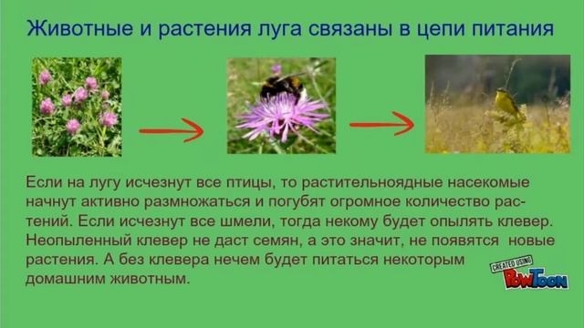 Жизнь Луга презентация по окружающему миру 4 класс смотреть онлайн