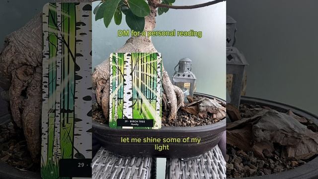 Your oracle card of the day - birch tree ￼ смотреть онлайн