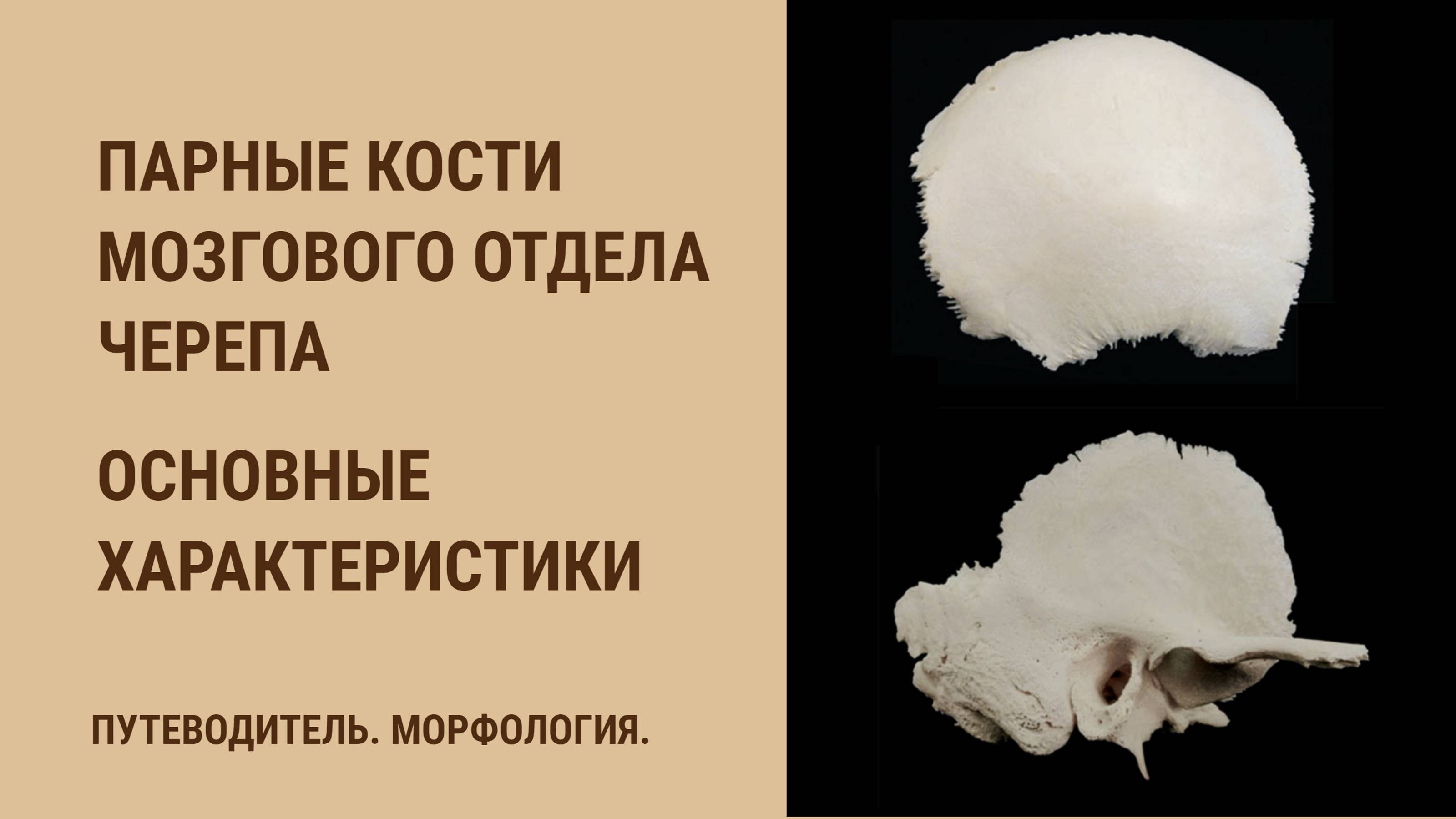 Парные кости мозгового отдела черепа. Основные характеристики смотреть онлайн