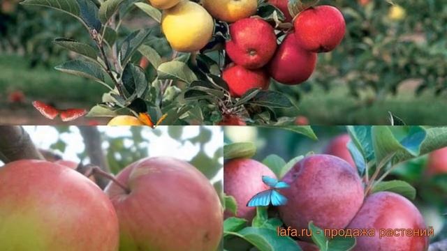 Яблоня обыкновенная Хоней Крисп - Лобо ? обзор: как сажать, саженцы яблони Хоней Крисп - Лобо смотреть онлайн