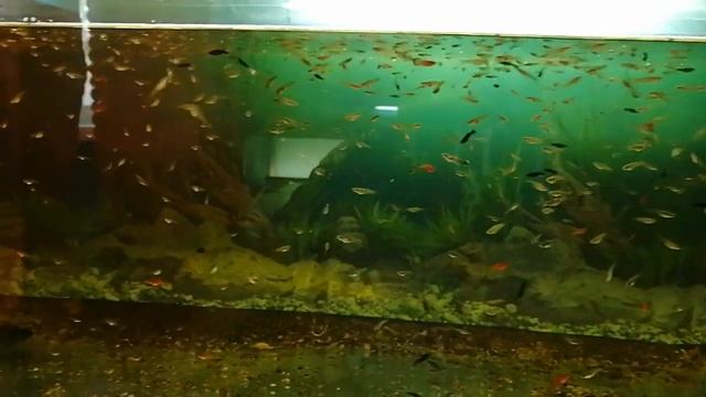 #Аквариум#Стойка#Обзор#Куча мальков#Молодые производители смотреть онлайн