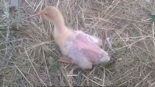 Болезни утят — симптомы и лечение смотреть онлайн