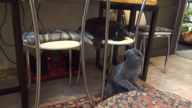 Семейство кошачьих. Как попала к нам черная кошка. Вторая жизнь котенка. смотреть онлайн