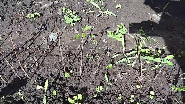 Павловния. Как размножать черенками. смотреть онлайн