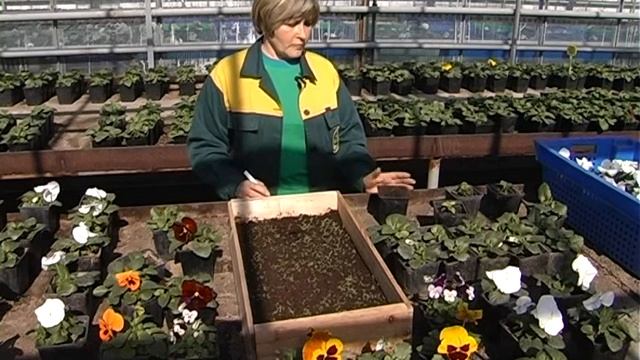 Віола. Квітка для ландшафтного дизайну. ЗН смотреть онлайн