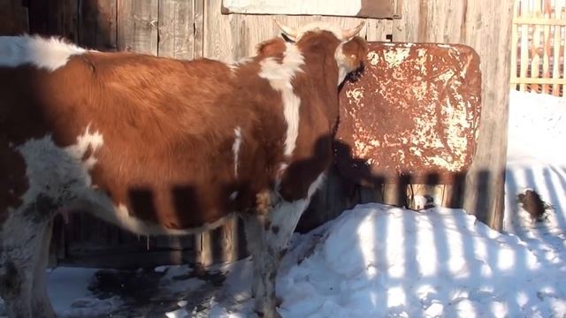 Первые прогулки Драки за лидерство Дела текущие и Щука на ужин ПереездНаАлтайПереездВдеревню