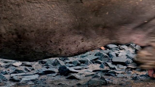 "Zоопарк": "Пингвины на борту" смотреть онлайн