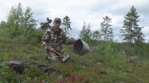 Собираю чернику ГРАБЛЯМИ / Встретил гадюку / Норд и корневой зверь / ЯГОДЫ КАРЕЛИИ