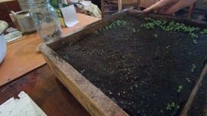 почему падает рассада табака