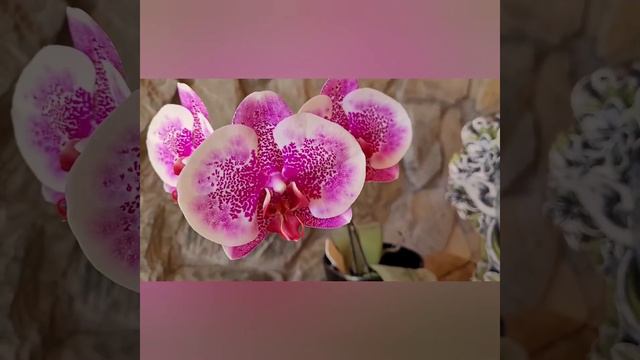 орхидея фаленопсис Phal. I-Hsin Stacy