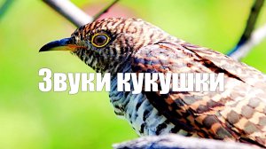 Весна. Кукушка. Пение птицы в лесу
