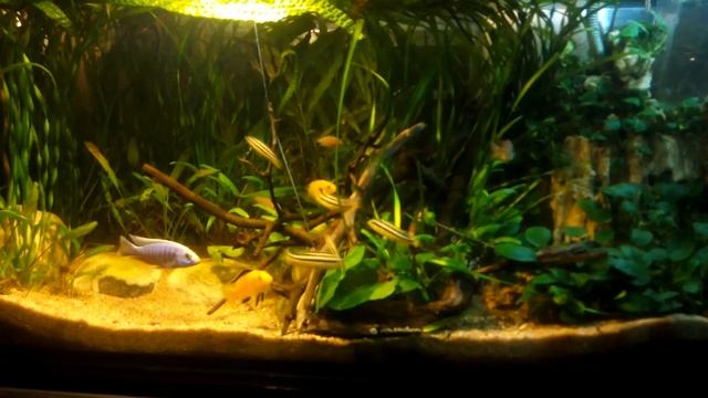 Малавийцы едят листья Брокколи смотреть онлайн